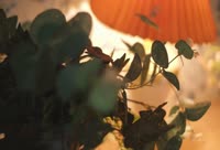Intérprete Smooth_skin Video 1