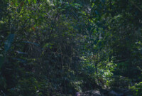 Artist RoxanneFisher Foto 12