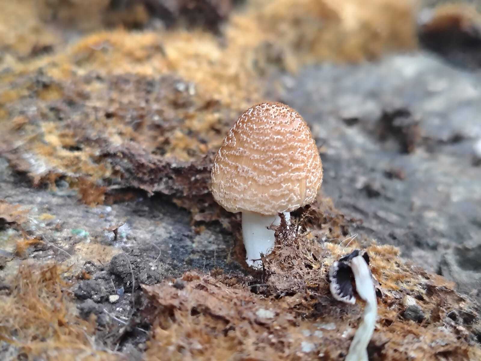 Artista LilahSweet Foto 1