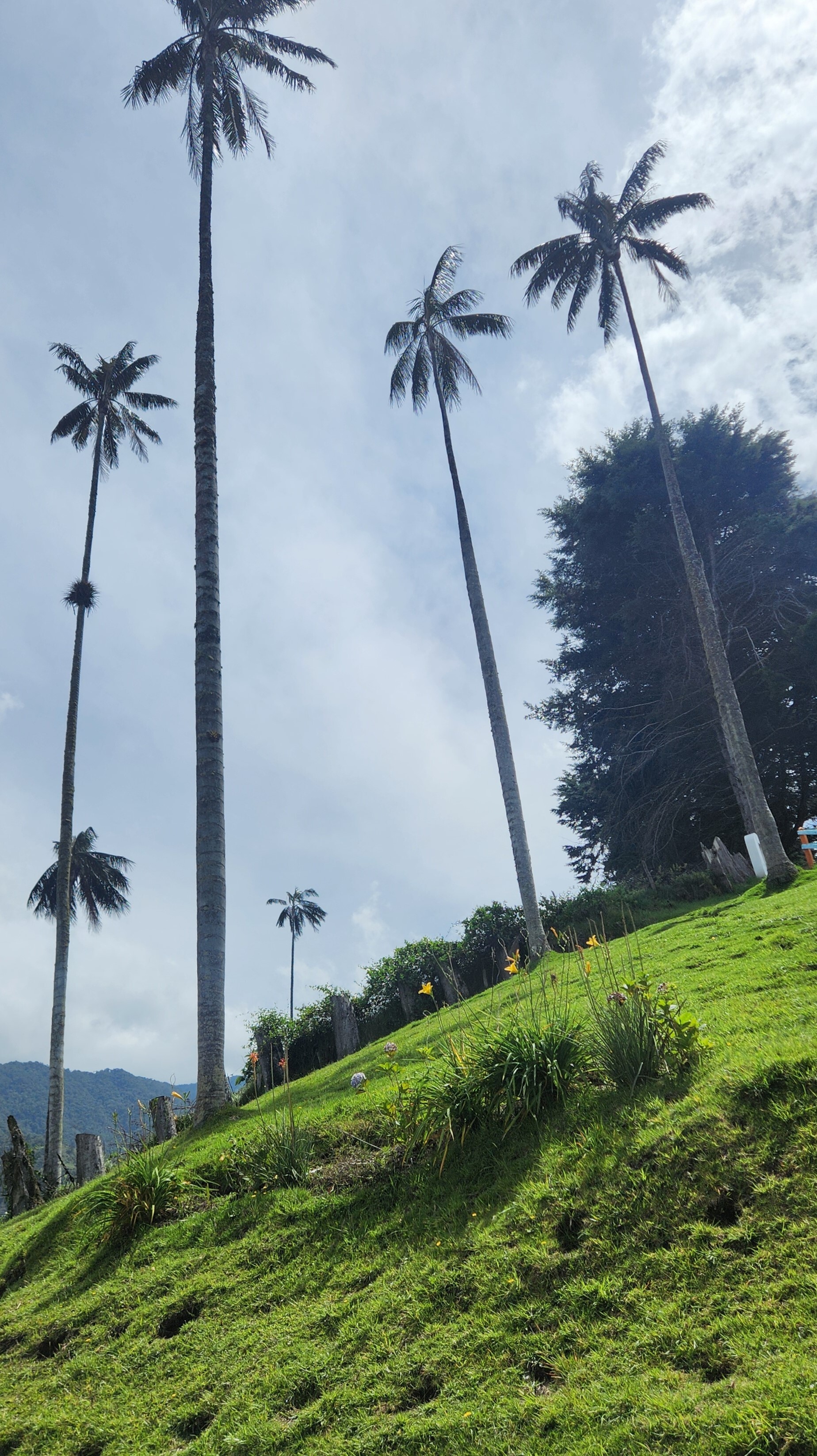 Darsteller Scarlett_Model Foto 5