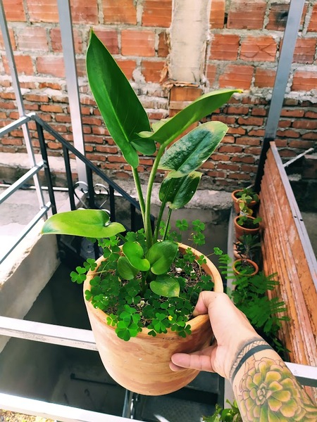 Artiest JacksonSnow Foto 3