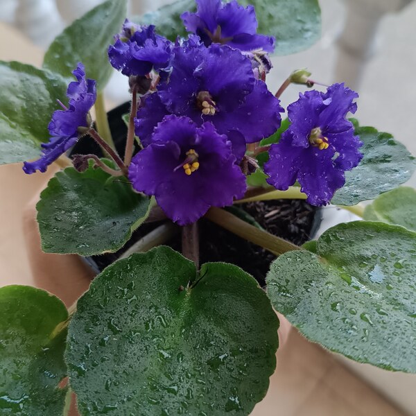 Artiest JacksonSnow Foto 6