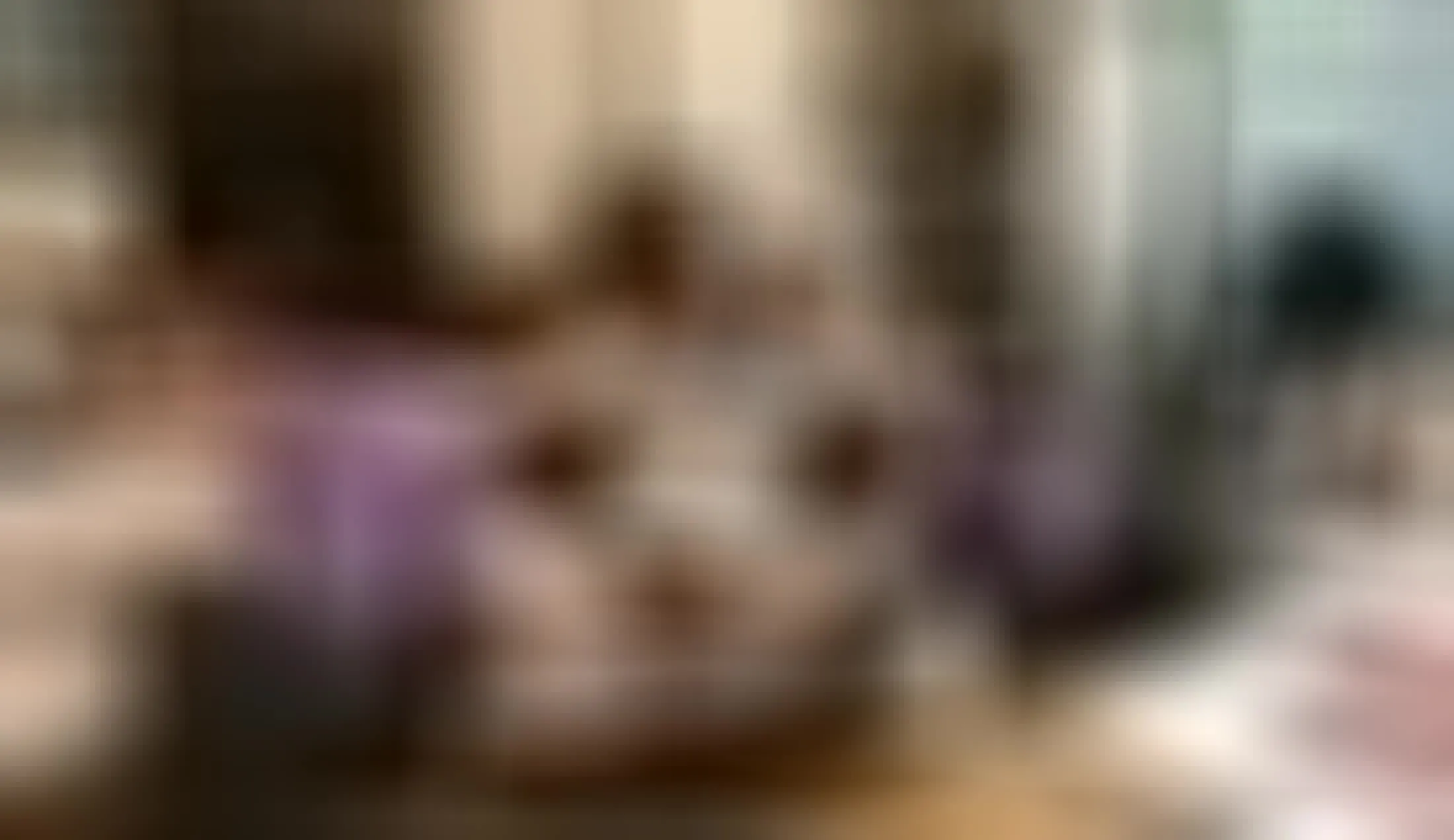 Interprete RoxanneAndXander Video 2