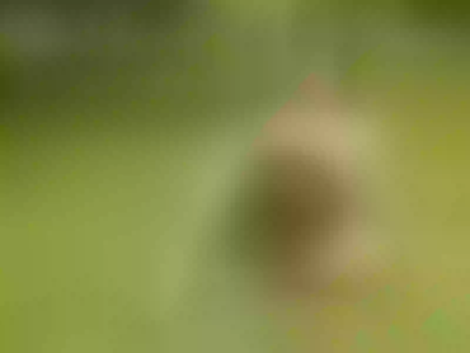 EvaBrown83 immagine del profilo del modello di cam