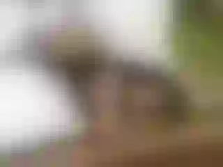 Image de profil du modèle de webcam BarbieFerreirra