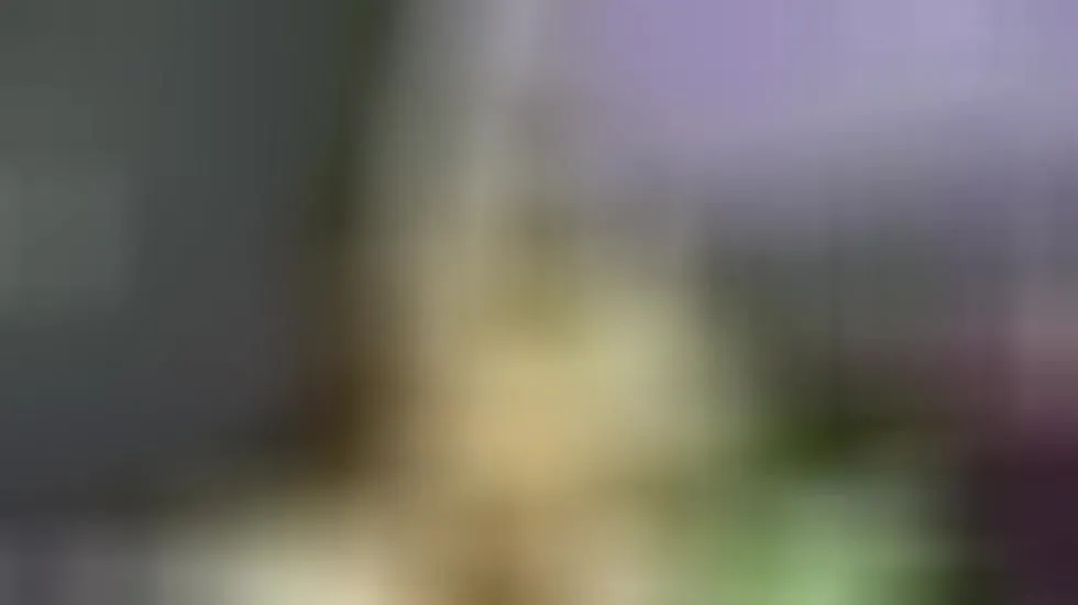Artiest Lionvach Video 1