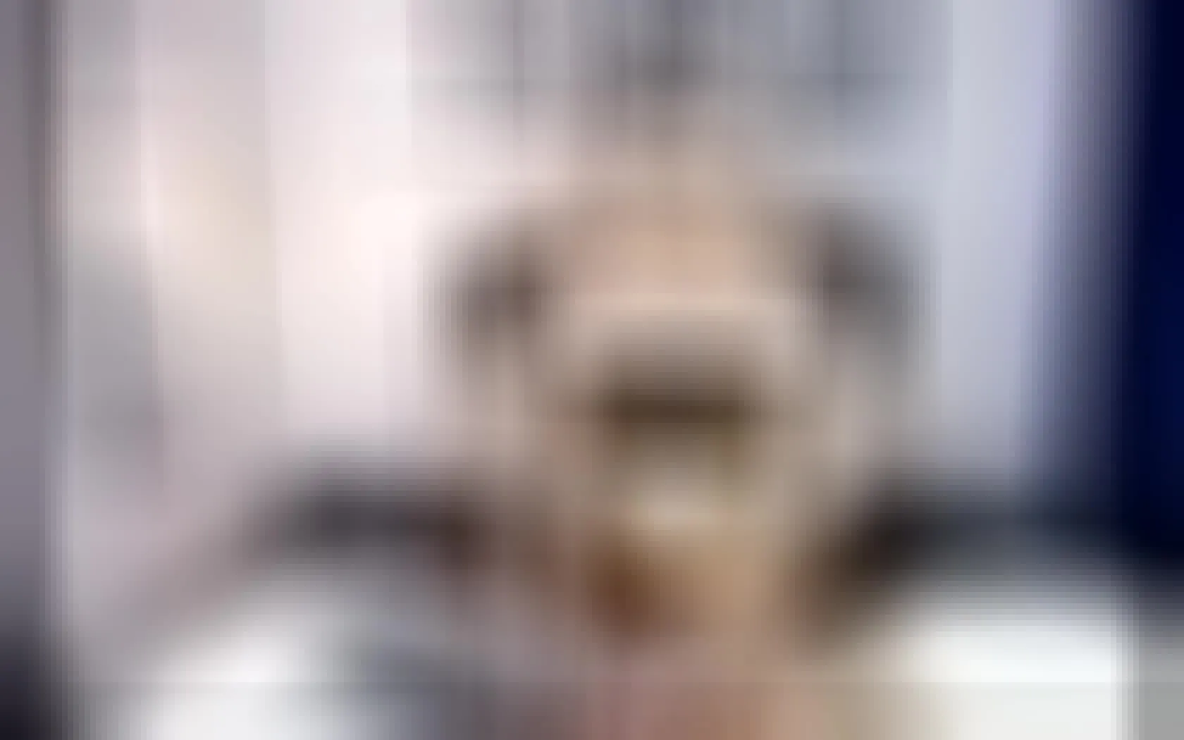 Artiest ScarlettSteelee Video 1