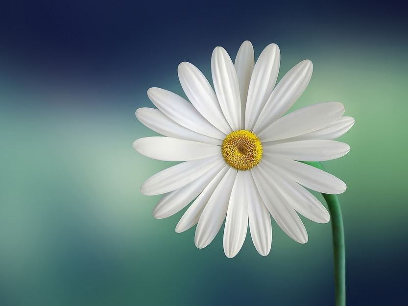 Foto de perfil de modelo de webcam de nipplebdsmer