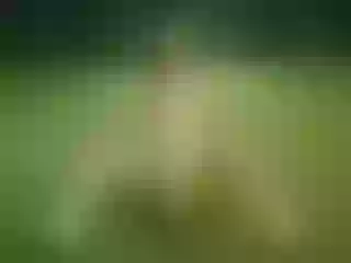 KamillyDelangel immagine del profilo del modello di cam