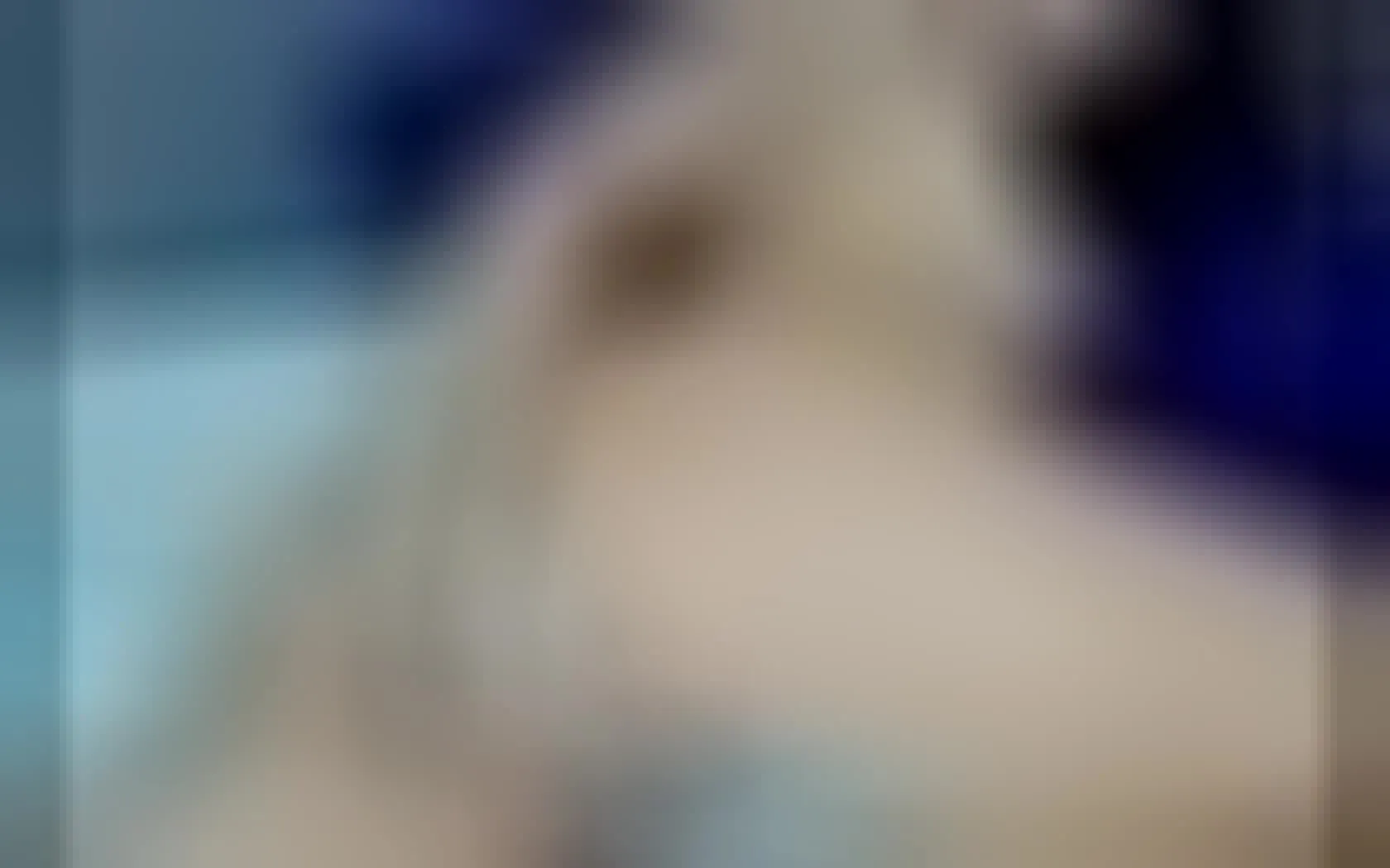 Interprète AllegraBrown Vidéo 1