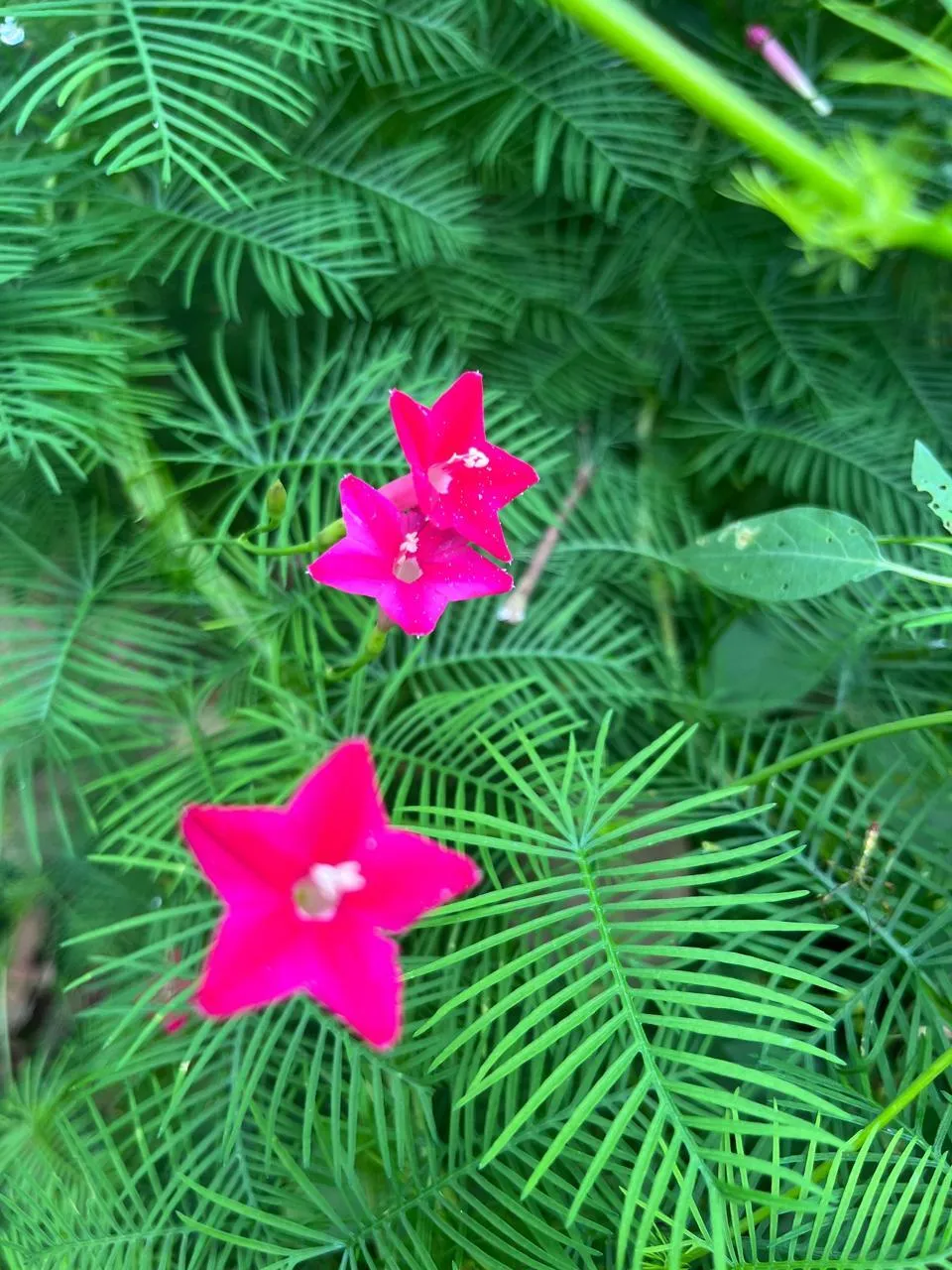 Intérprete EvangelineTaylor Foto 2