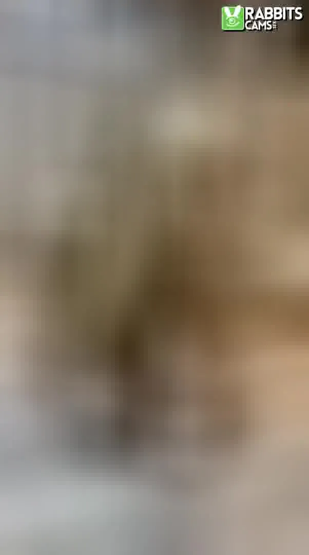 Interprète AnaRuseltt Vidéo 4