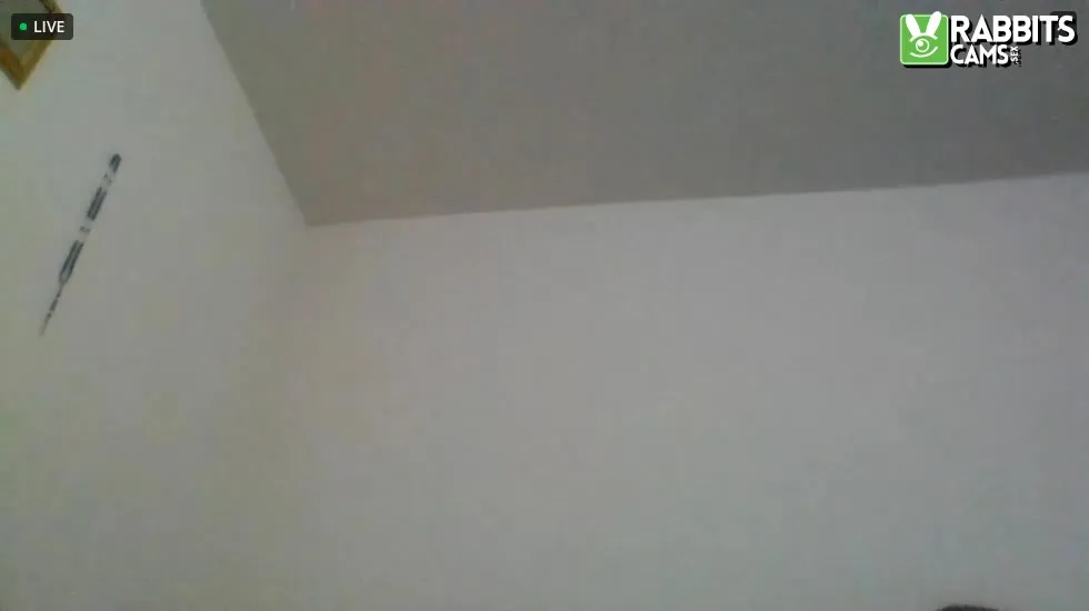 Intérprete Stickwood0037 Video 1