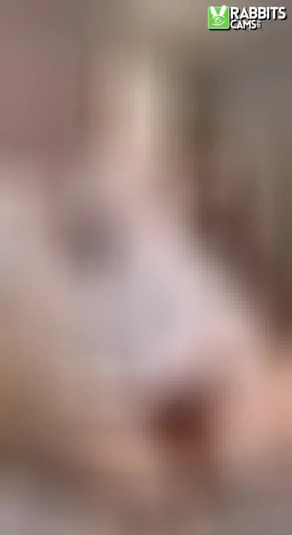 Interprète Antoniadu Vidéo 1