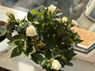 Lumi_Xo immagine del profilo del modello di cam