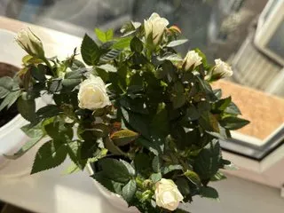 Lumi_Xo profielfoto van cam model