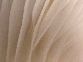 Image de profil du modèle de webcam FunTimezzzzz