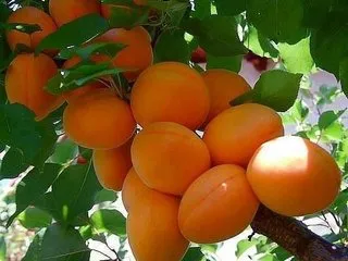 Balearicsex110