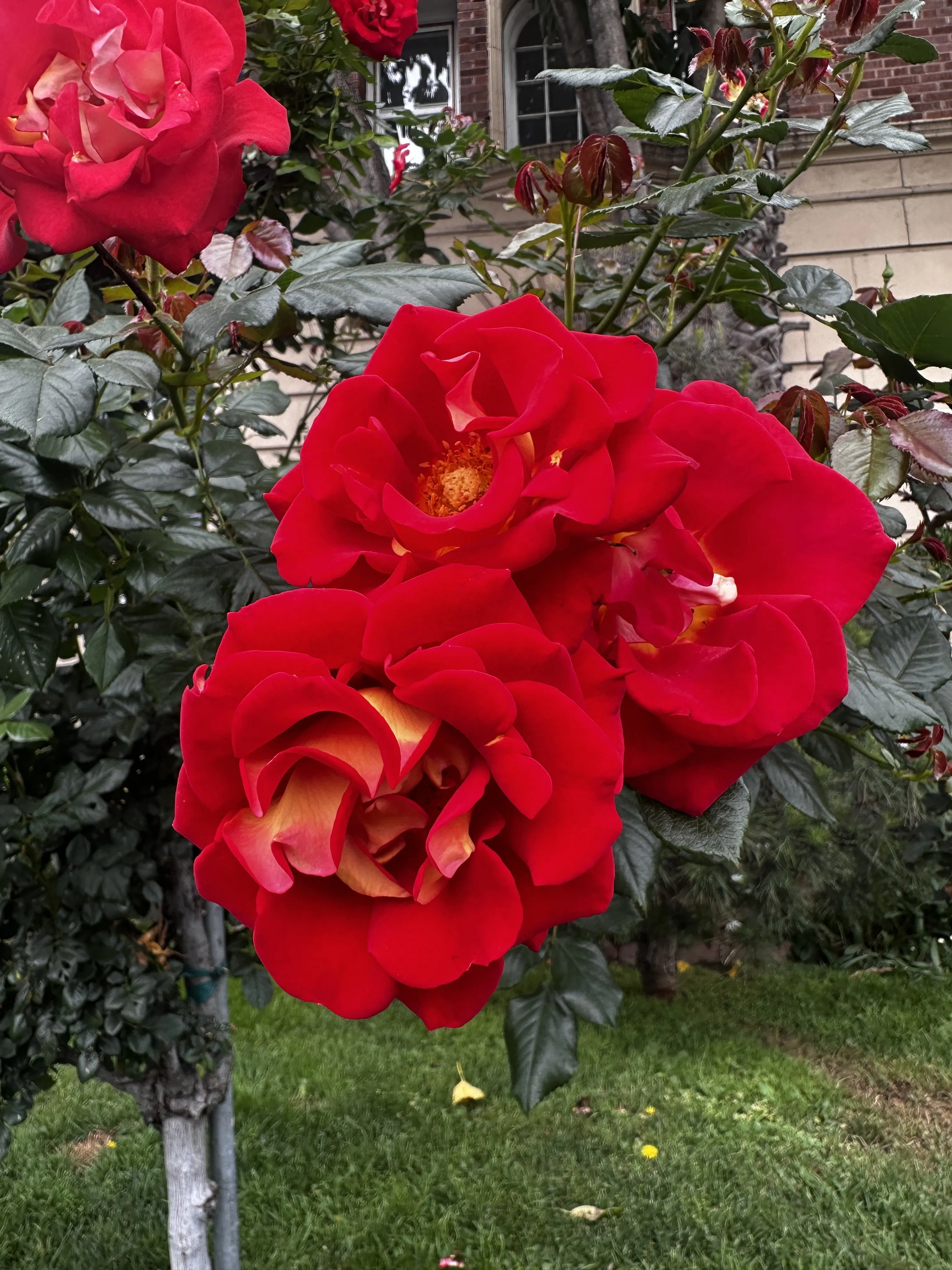 Interprète HardLimitCutie Photo 3