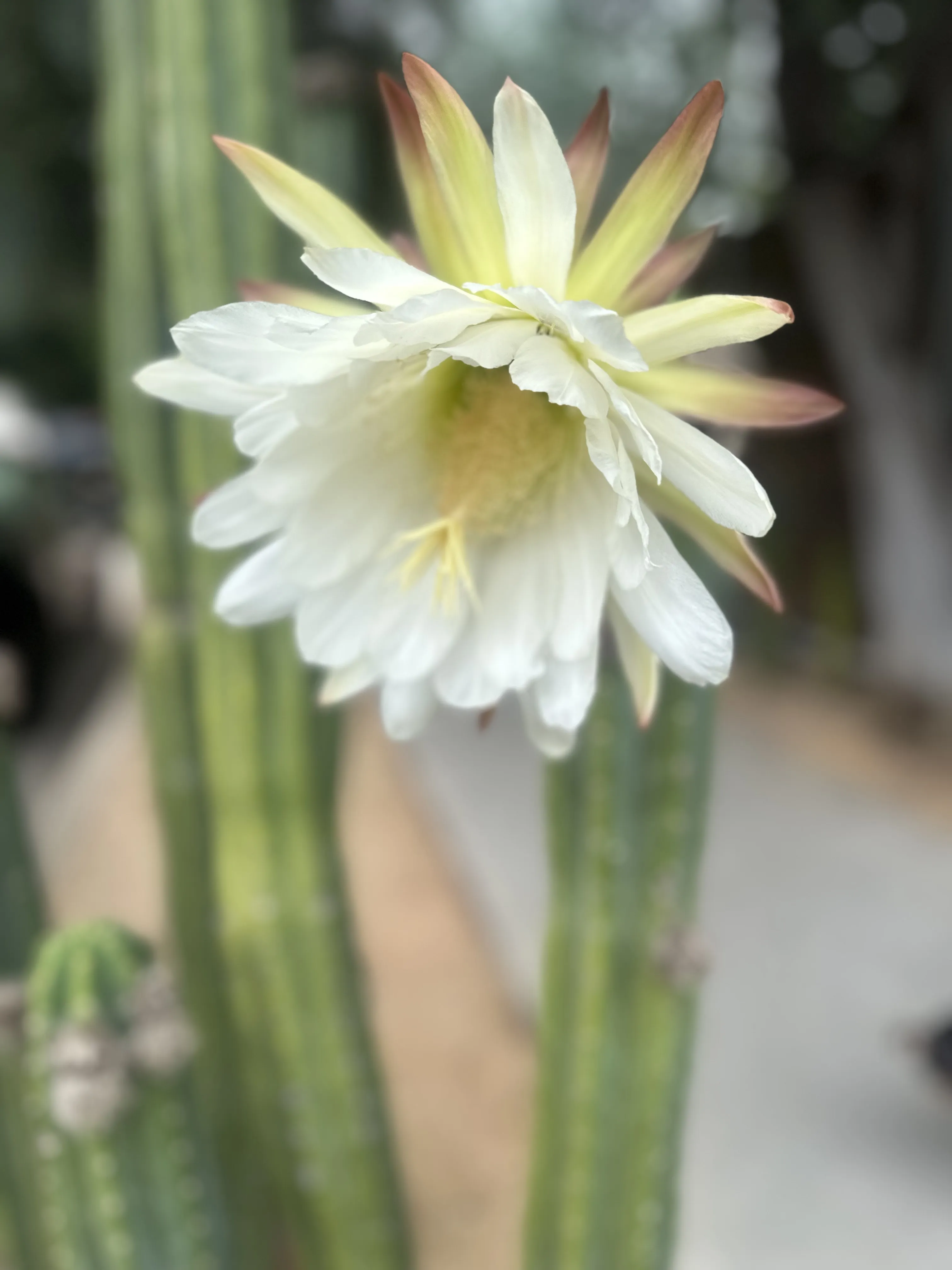 Interprète HardLimitCutie Photo 1