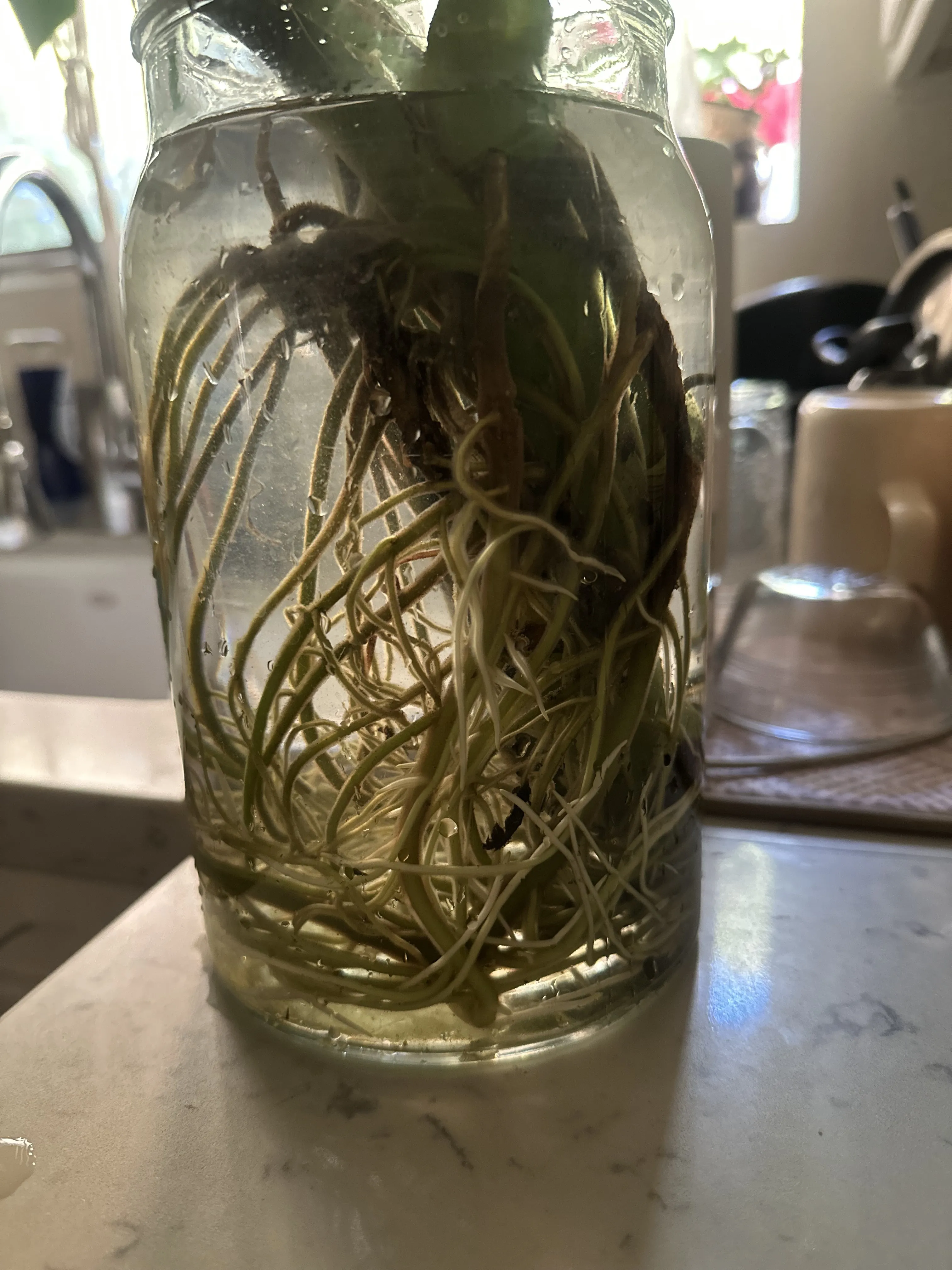 Interprète HardLimitCutie Photo 2