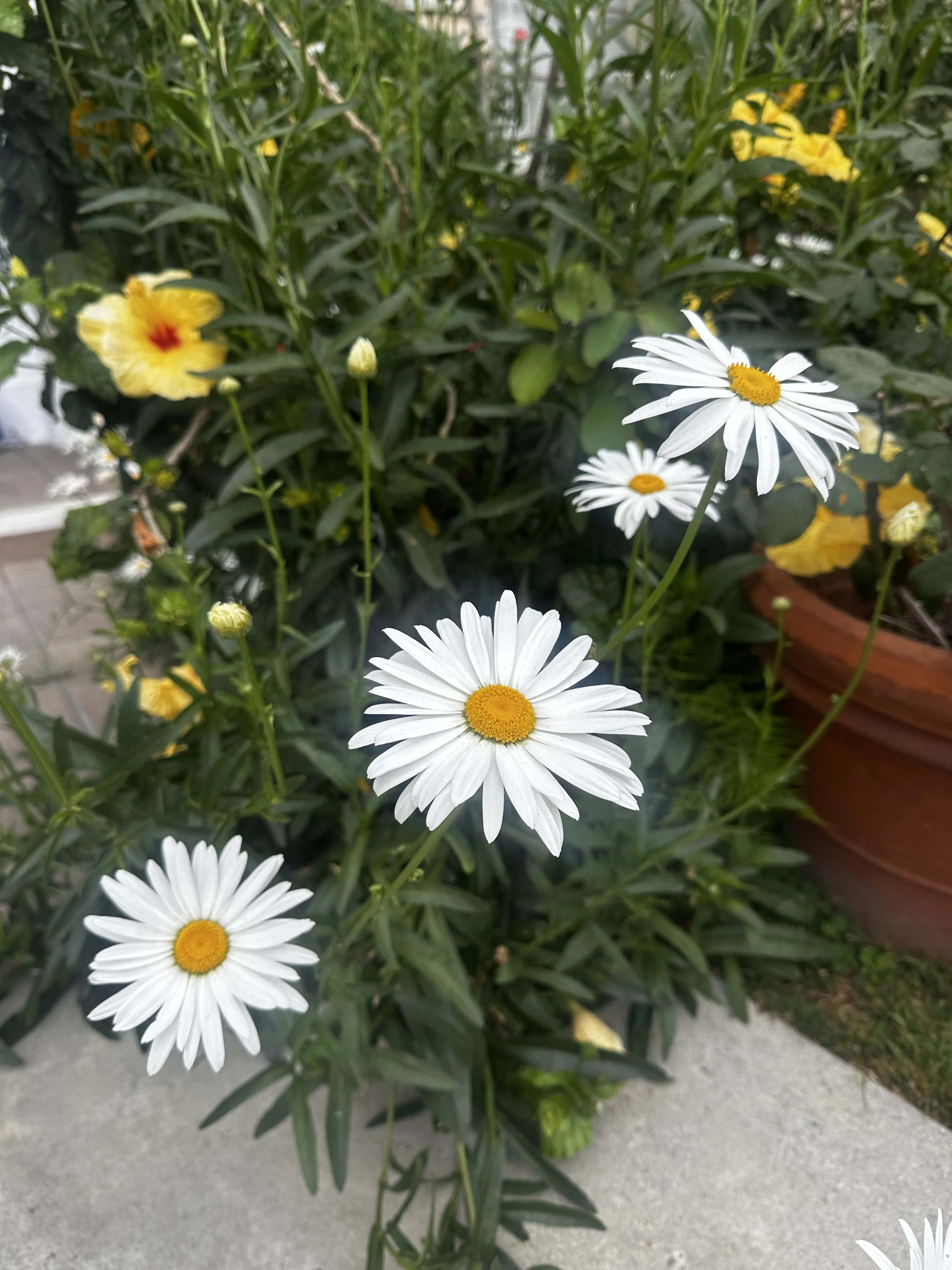 Interprète HardLimitCutie Photo 4