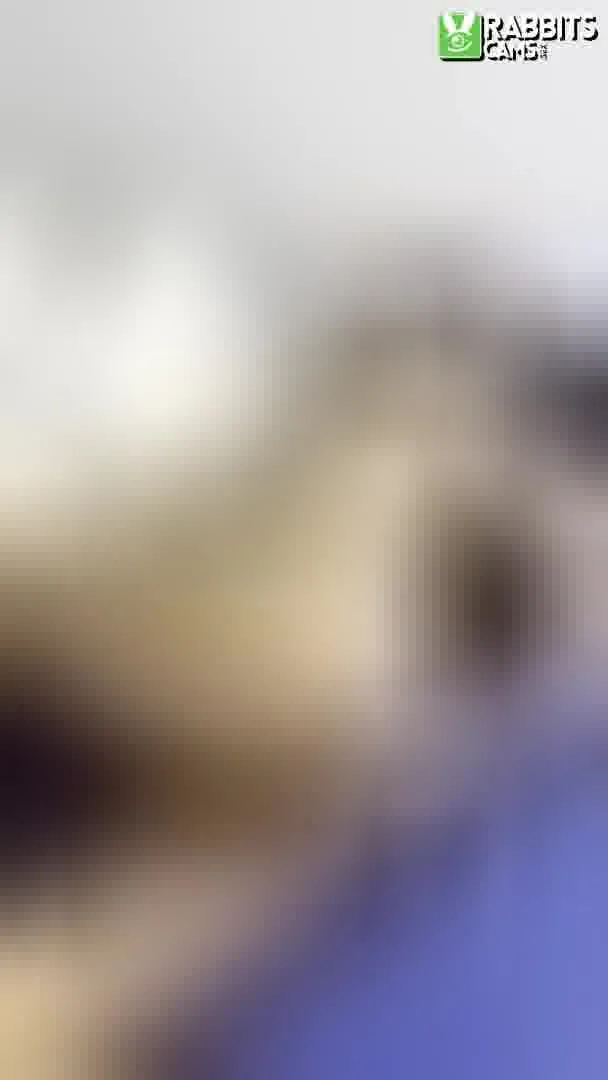 Interprète Zafira_Belrose Vidéo 1