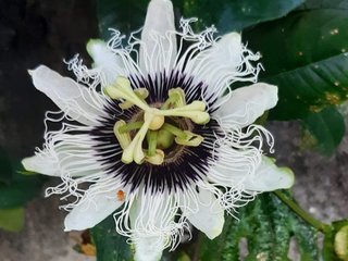 Foto de perfil de modelo de webcam de Flordefogo