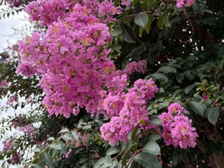 ladyred1ove cam model profile picture