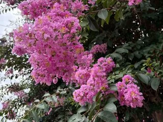 Profilbilde av ladyred1ove webkamera modell