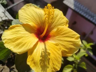 Imagen de perfil de modelo de cámara web de IndianBhabhiJi