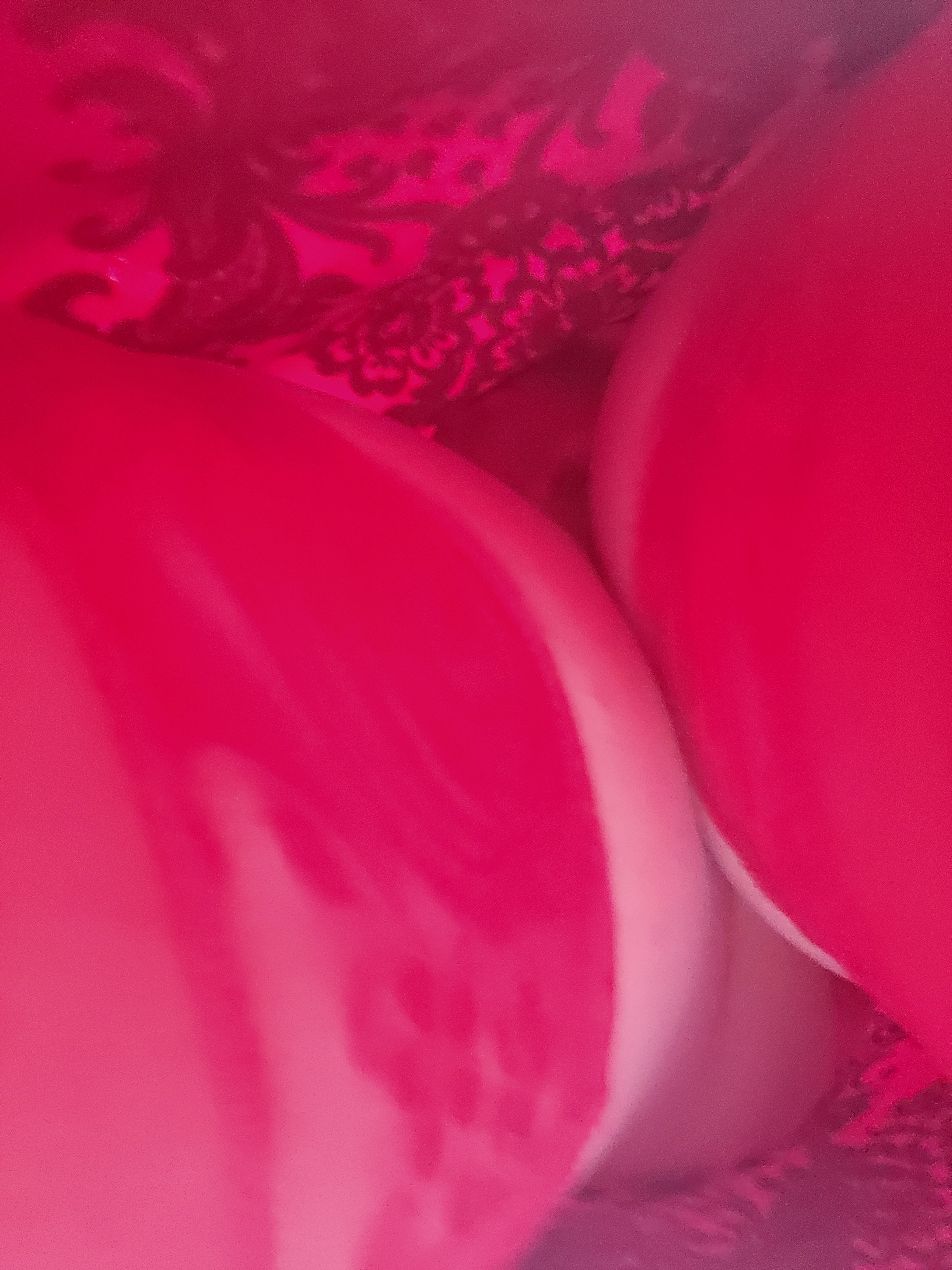 Interprète Trans_Candy Photo 10