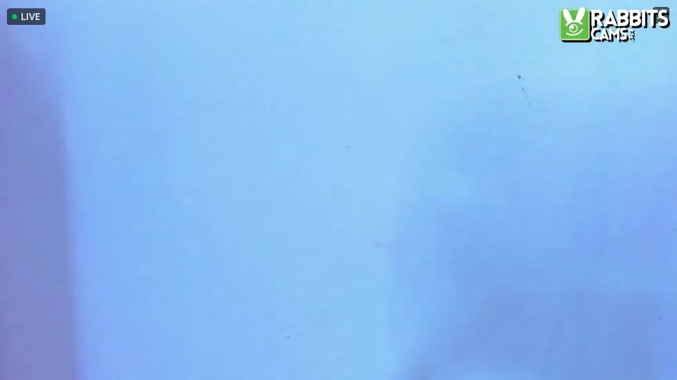 Interprete eemma_99 Video 1