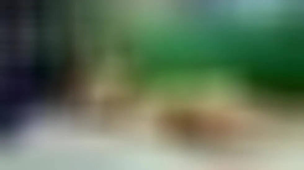 Artist NickyJune Video 1