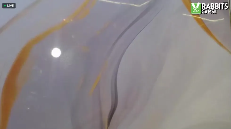 Intérprete Stefanny_vv Video 1