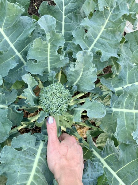 Interprète LovageX Photo 2