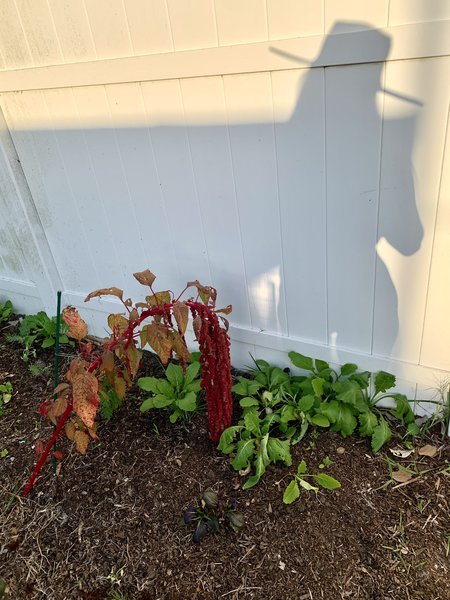 Interprète LovageX Photo 3