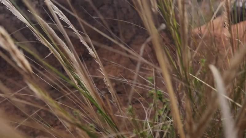 Interprete TamaraFoster Video 3