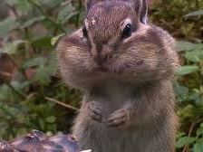 AngryChipmunk immagine del profilo del modello di cam