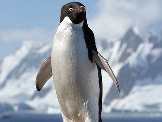 TuxedoChicken profilbild på webbkameramodell 