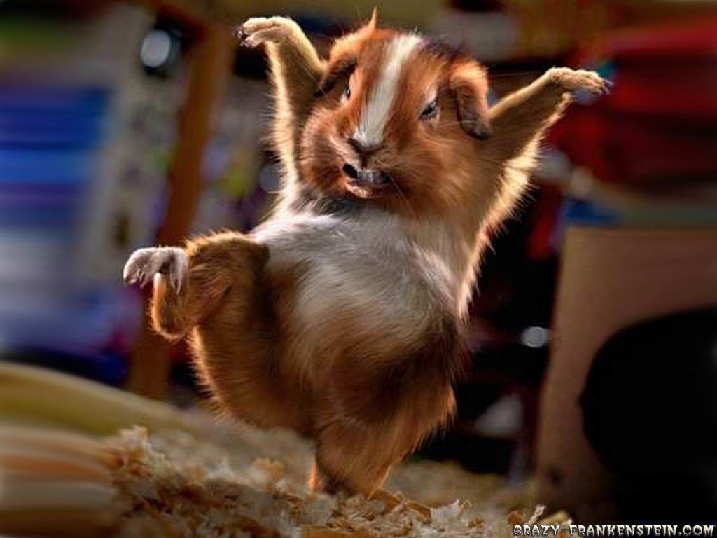 Image de profil du modèle de webcam ChickenLittle