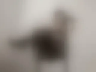 Profilbilde av Lauren_gray webkamera modell