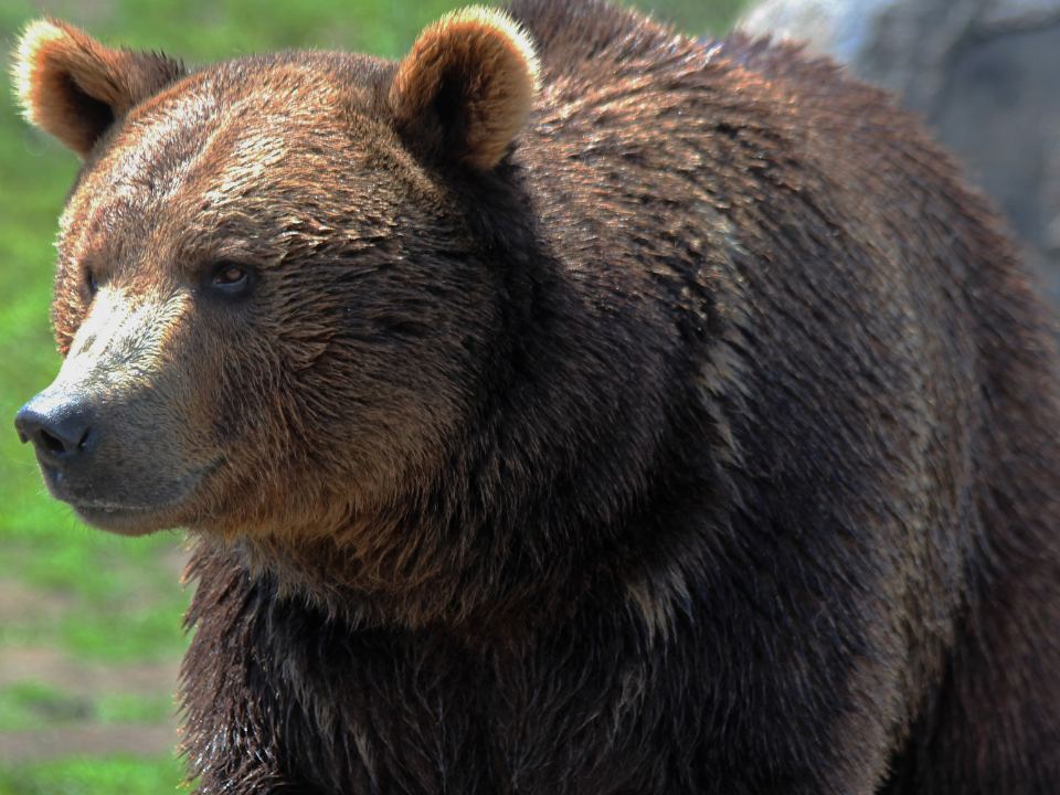 Imagen de perfil de modelo de cámara web de AndyBear2020