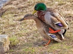Image de profil du modèle de webcam Ducks